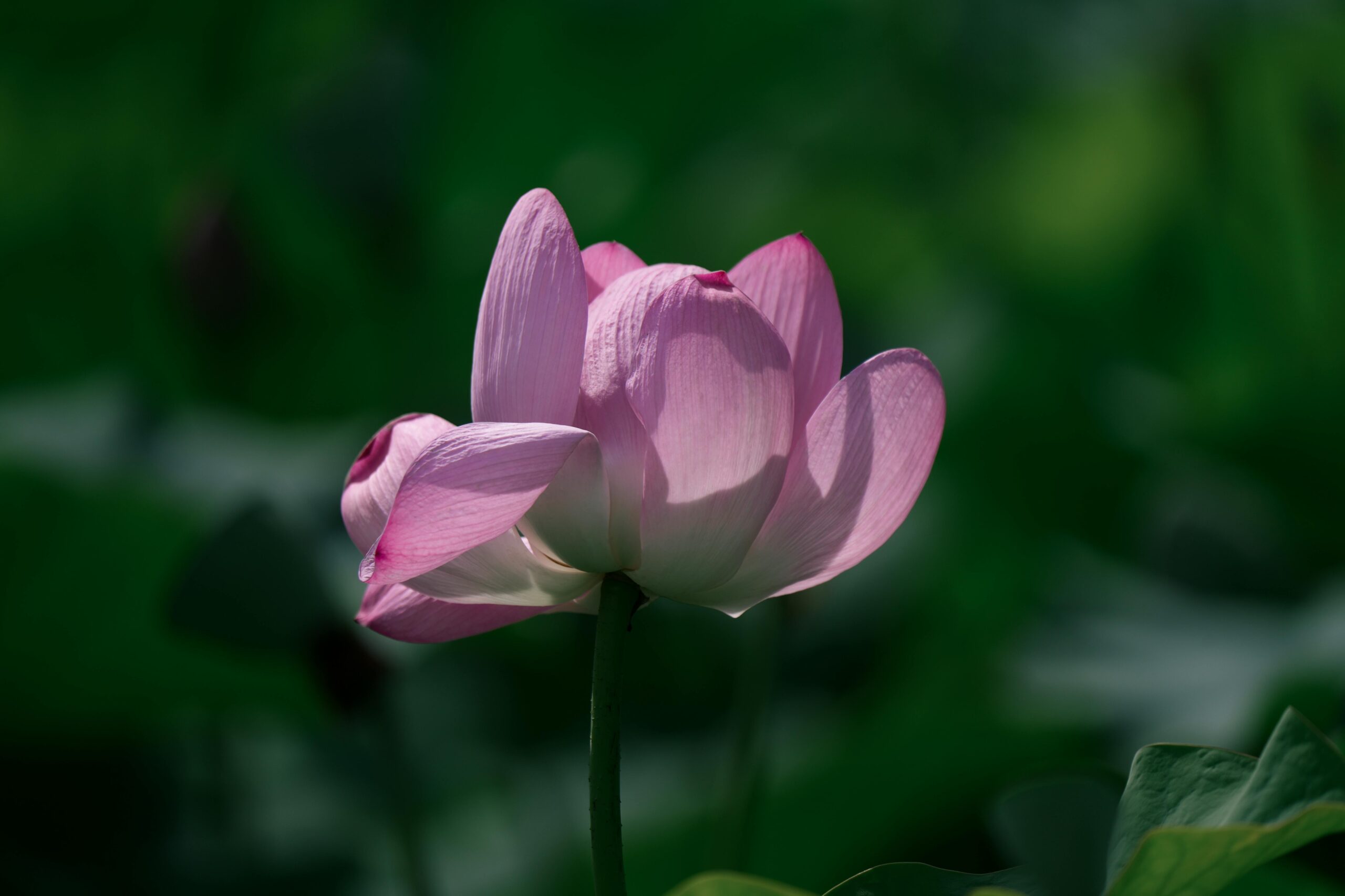 Collage of meditation apps, journals, and calming nature scenes