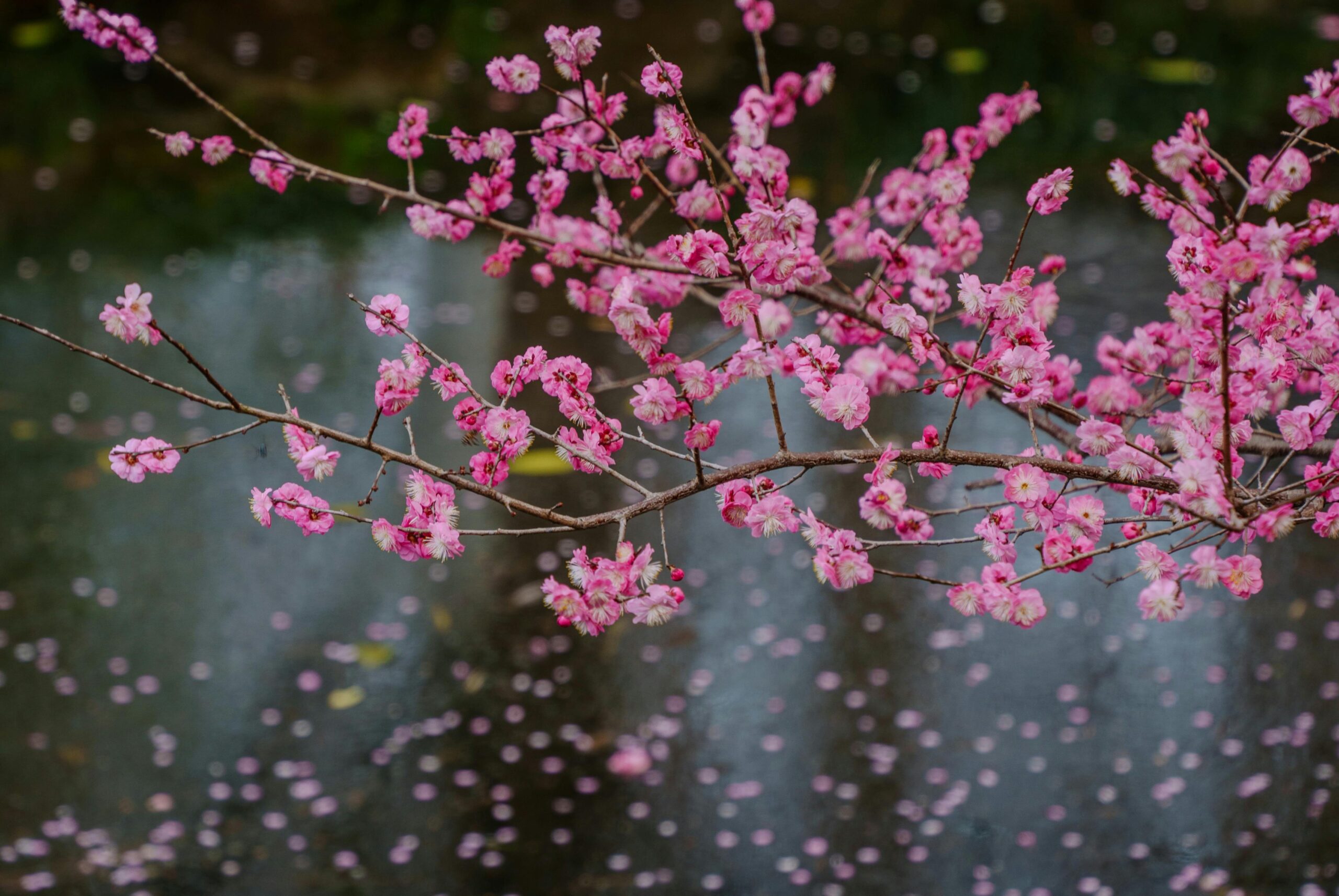 Peaceful Garden
