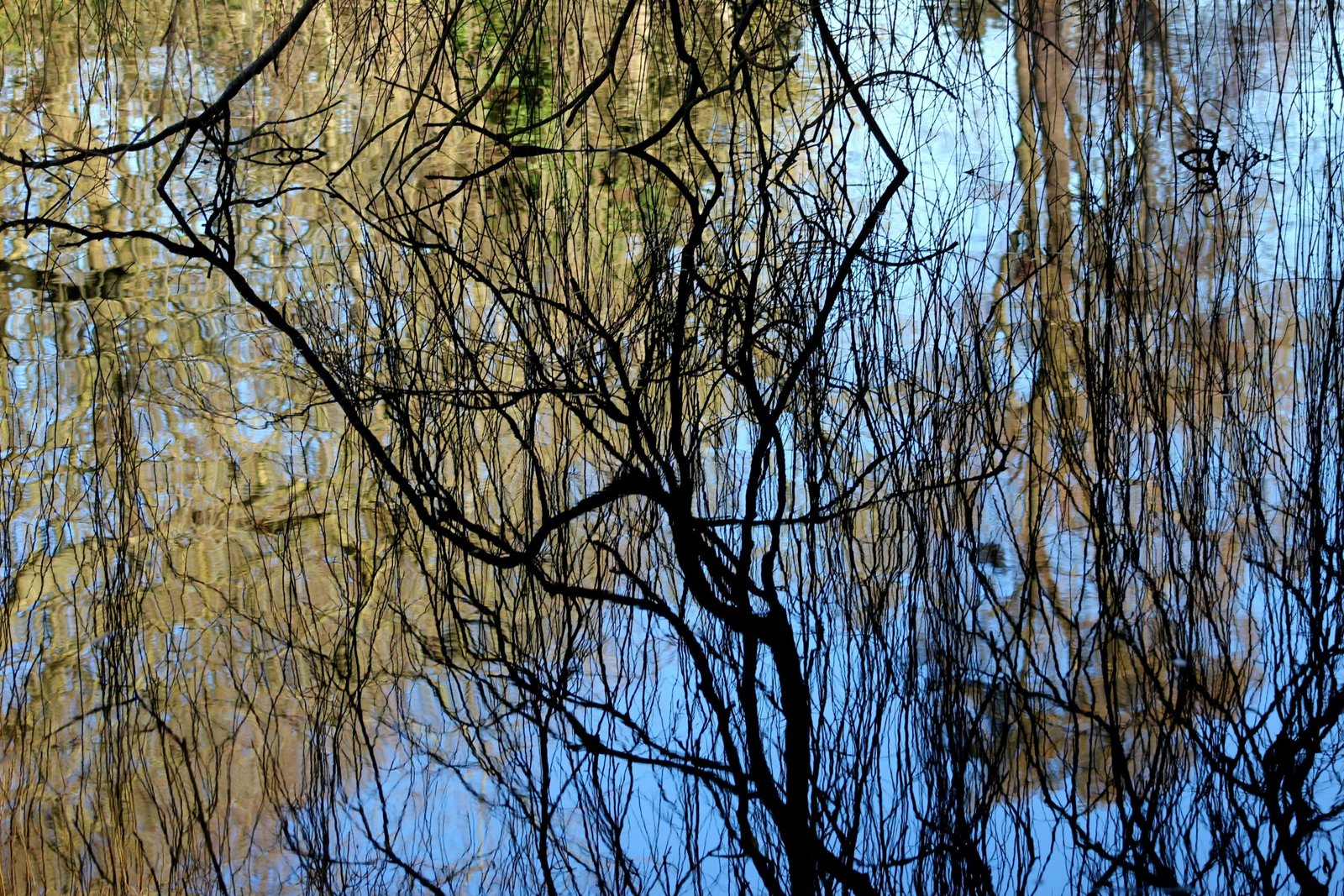 A person practicing mindfulness outdoors, sitting under a tree.