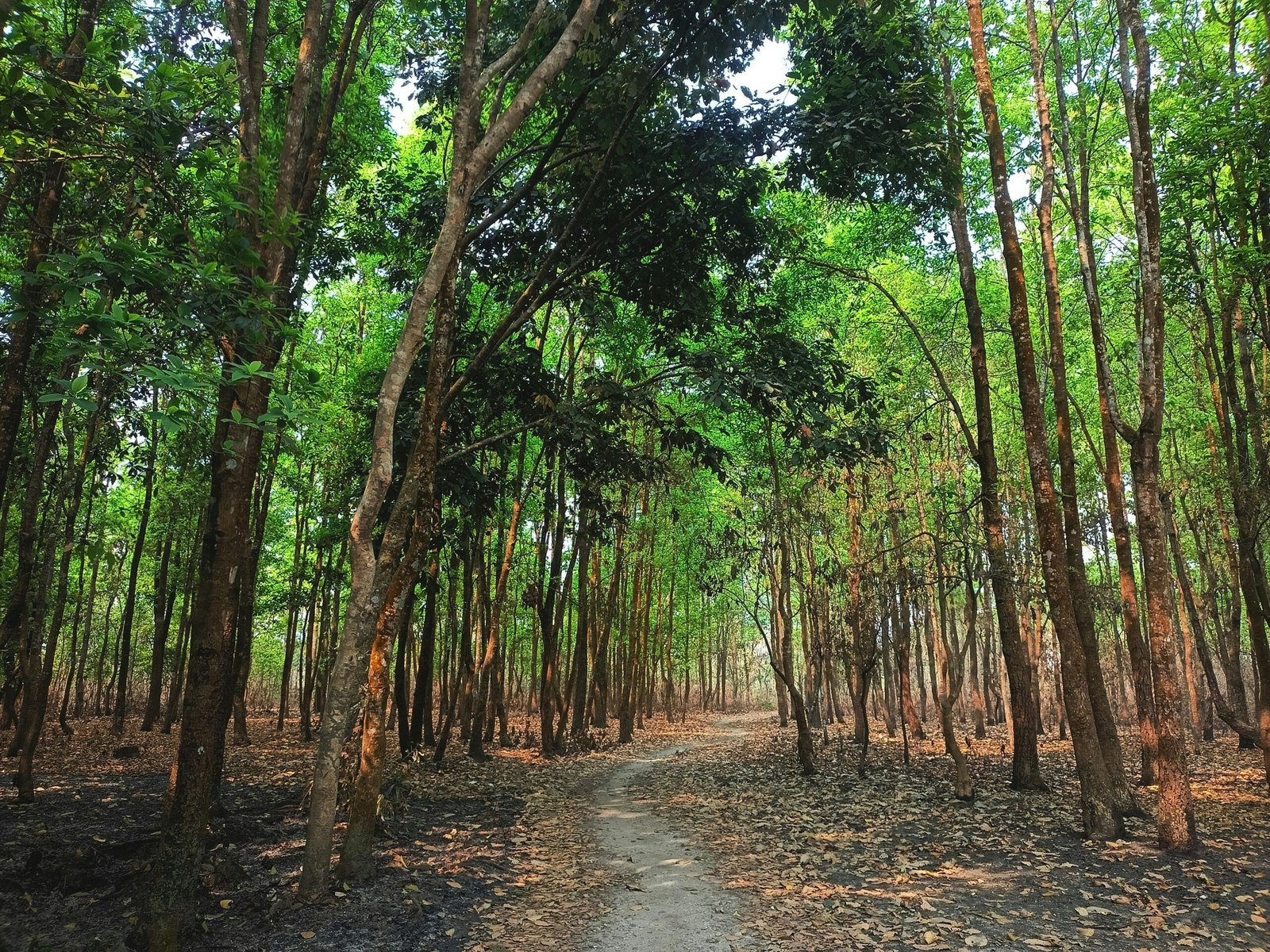 Illustration of overwhelmed person holding phone surrounded by notifications
