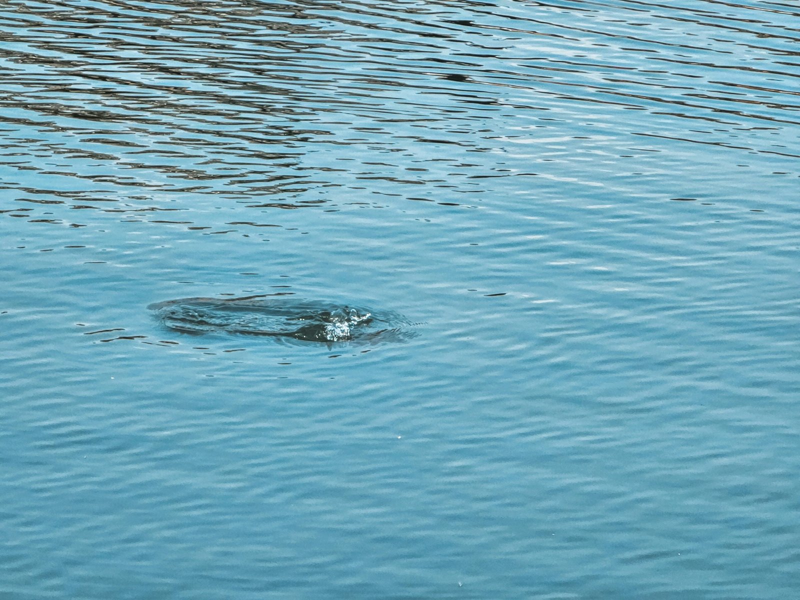 Infographic showing rising stress levels among adults