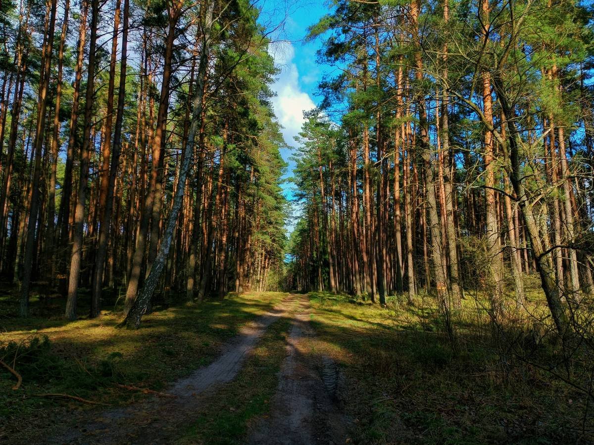 A woman meditating outdoors surrounded by nature