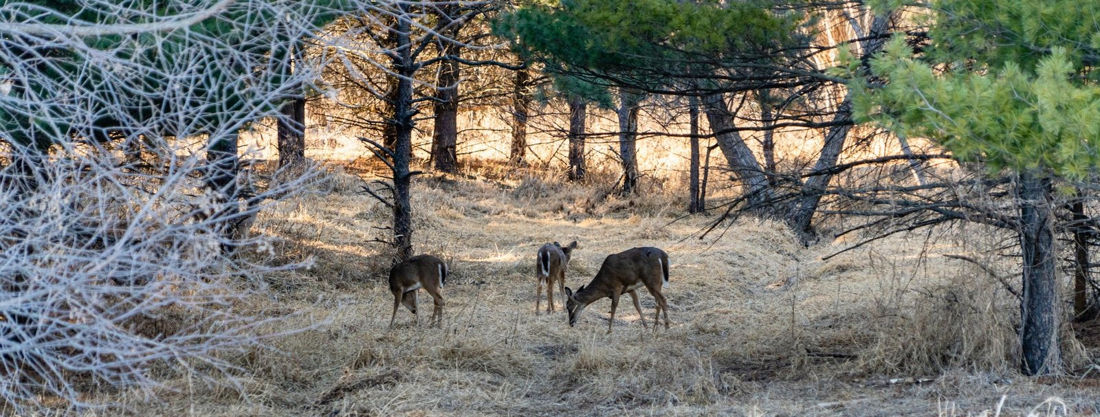 Infographic showing stats on stress reduction benefits of inner peace