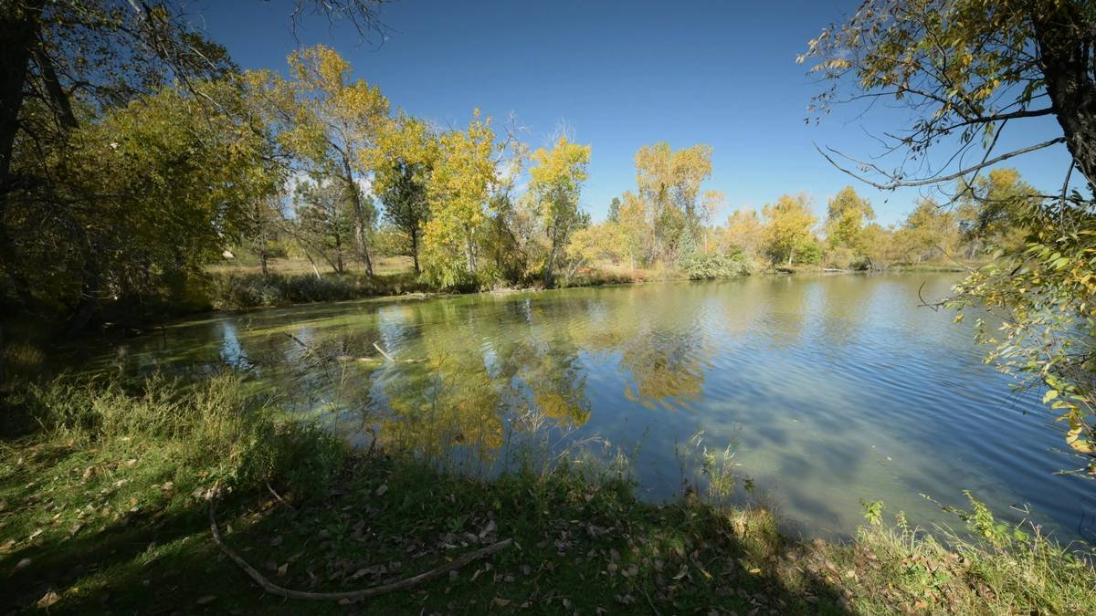 Person practicing yoga outdoors under a tree