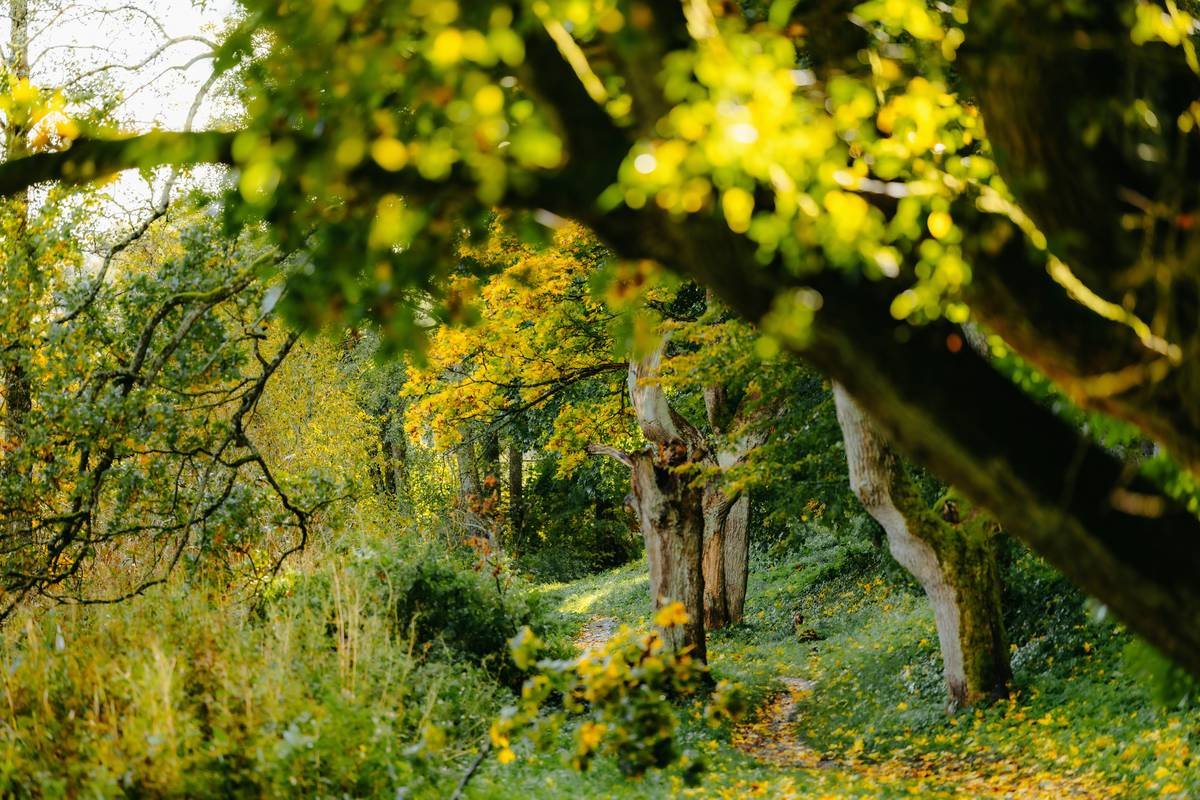 Zen Walking Meditation: How to Find Inner Peace Through Mindful Movement