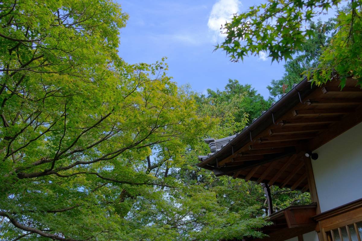 Cozy corner with candles, books, and plants